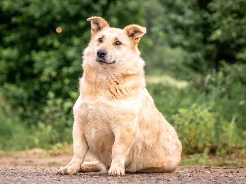 Chien en surpoids